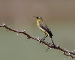 YellowWagtail_915A9640-DxO_Mysore.jpg