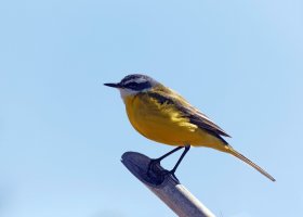 iberianyellowwagtail_2B4A1600-DxO_yellowwagtail_portugal.jpg