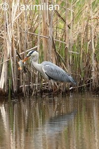 heron_fish_1.JPG