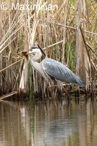 heron_fish_2.JPG