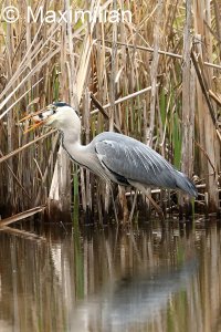 heron_fish_3.JPG