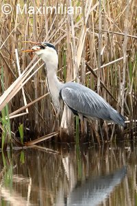 heron_fish_4.JPG