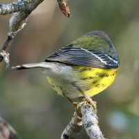 Warbler unknown_9297.JPG
