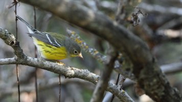 Warbler unknown_9301.JPG