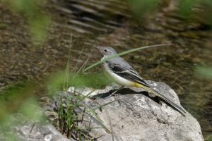 Motacilla cinerea-Gray Wagtail 2b_DxO.jpg