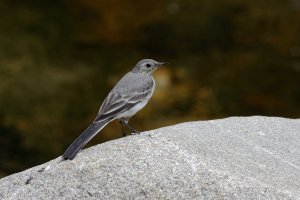 Motacilla cinerea-Gray Wagtail 3_DxO.jpg