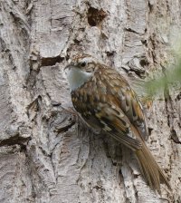 309A3277-DxO_Treecreeper.jpg