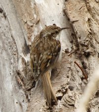 309A3321-DxO_Treecreeper.jpg