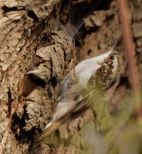 309A3367-DxO_Treecreeper.jpg