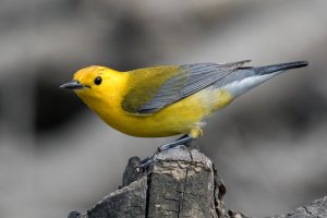 Prothonotary Warbler (male-spring) 166.jpg