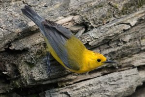 Prothonotary Warbler (male-spring) 167.jpg