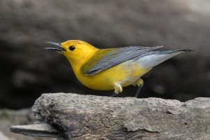 Prothonotary Warbler (male-spring) 168.jpg