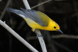 Prothonotary Warbler (male-spring) 175.jpg