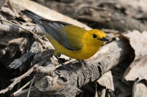 Prothonotary Warbler (male-spring) 180.jpg
