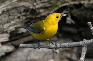 Prothonotary Warbler (male-spring) 184.jpg