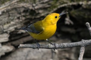 Prothonotary Warbler (male-spring) 185.jpg