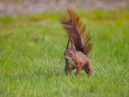 RedSquirrel-0961.jpg