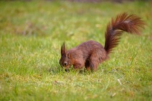 RedSquirrel-1002.jpg