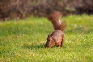 RedSquirrel-1028.jpg