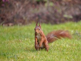 RedSquirrel-1041.jpg