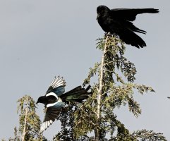 309A4360-DxO_Magpie_fighting_Crow_small.jpg