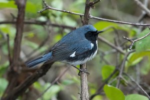 Black-throated Blue Warbler (male-spring) 163.jpg