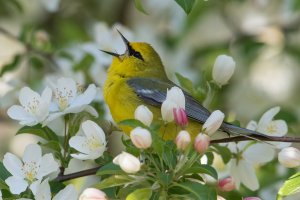 Blue-winged Warbler (male-spring) 132.jpg