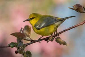 Blue-winged Warbler (male-spring) 133.jpg