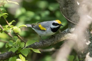 Golden-winged Warbler (male-spring) 127.jpg