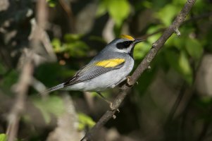 Golden-winged Warbler (male-spring) 128.jpg