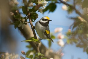 Golden-winged Warbler (male-spring) 131.jpg