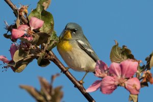 Northern Parula (male-spring) 142.jpg
