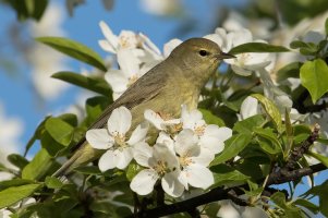 Orange-crowned Warbler (female-spring) 129.jpg