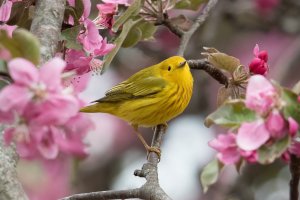Yellow Warbler (male-spring) 170.jpg