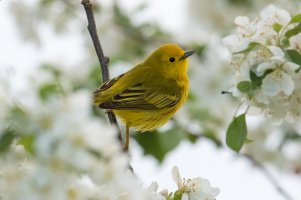 Yellow Warbler (male-spring) 171.jpg