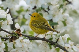 Yellow Warbler (male-spring) 172.jpg