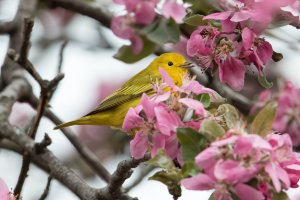 Yellow Warbler (male-spring) 174.jpg
