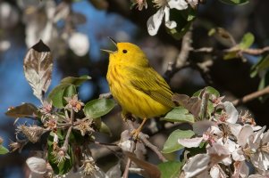 Yellow Warbler (male-spring) 177.jpg