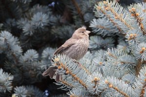 DMR61713.jpg DMR61713.jpg