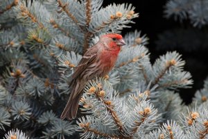 DMR61695.jpg DMR61695.jpg