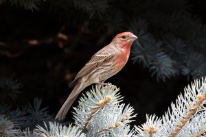 DMR61674.jpg DMR61674.jpg