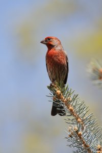 DMR61617.jpg DMR61617.jpg