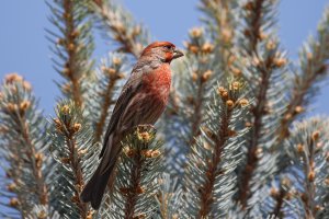 DMR61573.jpg DMR61573.jpg