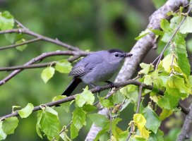 5D3_1159 picasa fix and crop - Copy.JPG