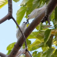 DSC_6774_DxO.jpg DSC_6774_DxO.jpg