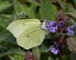 309A4647-DxO_brimstone_butterfly-cmc.jpg