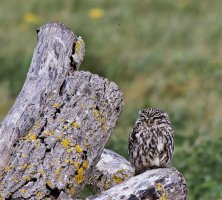 309A4516-DxO_little_owl_vs.jpg