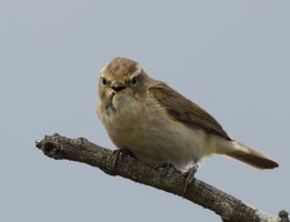 309A4562-DxO_Chiffchaff_vs-cmc_LS1.jpg