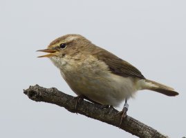 309A4576-DxO_Chiffchaff_vs-cmc_LS1.jpg