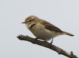 309A4583-DxO_Chiffchaff_vs_LS1-cmc.jpg